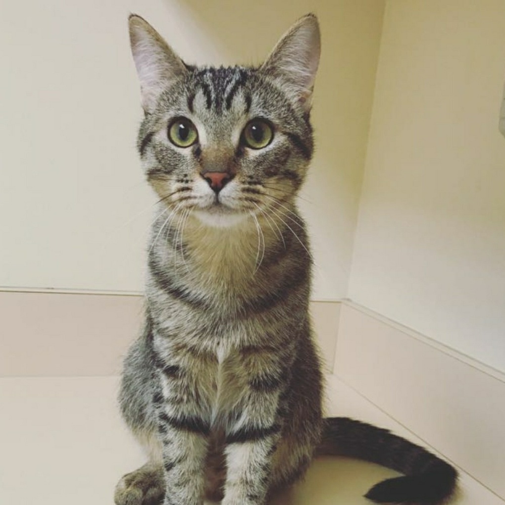 Meet your Posher, Diana